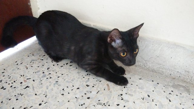 Muachi - Silver Cat
