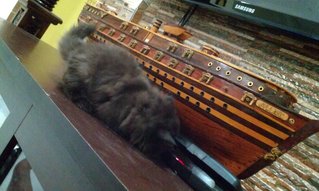 A&amp;b - Persian Cat
