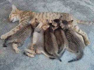 only mother and one kitten up for adoption