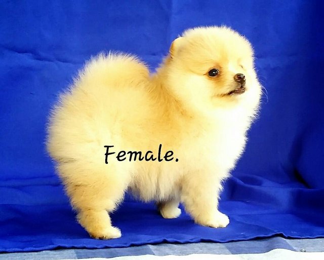 Show Quality Pomeranian - Pomeranian Dog