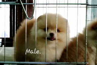 Show Quality Pomeranian - Pomeranian Dog