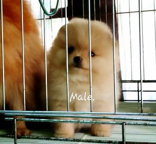 Show Quality Pomeranian - Pomeranian Dog