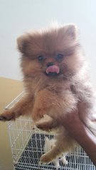 Orange Sable/ Red Sable Pomeranian - Pomeranian Dog