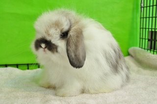 Fuzzy Lop - Broken Tort  - Holland Lop Rabbit