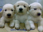 Golden &amp; Bernard's Babies - Golden Retriever Dog