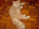 Tommy - Persian Cat