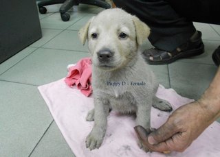 Puppies For Adoption In Ipoh - Mixed Breed Dog