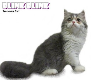 Blinkblink - Persian Cat