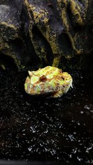 Albino Pacman Frog - Frog Reptile