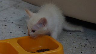 Ebony &amp; Ivory - Domestic Medium Hair + Domestic Short Hair Cat