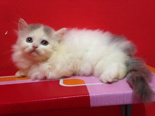 Semi-flat Persian Kitten (Dlh) - Domestic Long Hair + Persian Cat