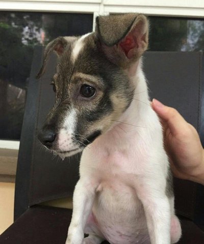 Spotty - Rat Terrier Dog