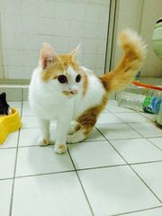 Angel And Charlie - Domestic Medium Hair Cat