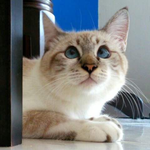 Aqua - Domestic Short Hair Cat