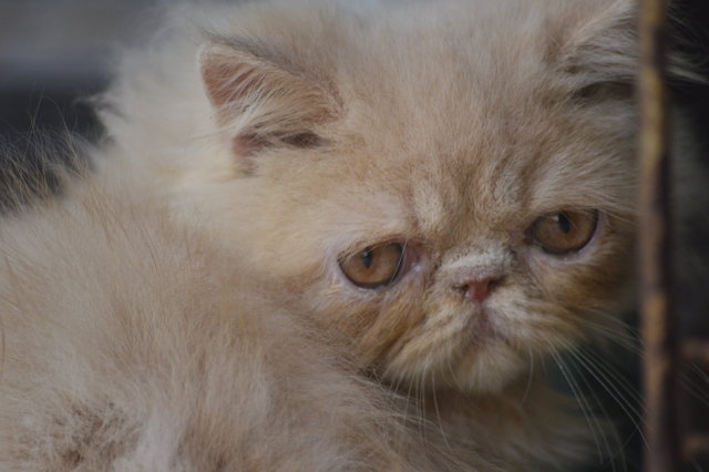 Nestum - Persian Cat