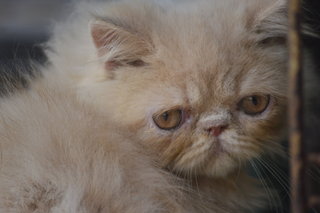 Nestum - Persian Cat