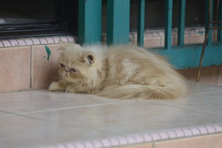 Nestum - Persian Cat