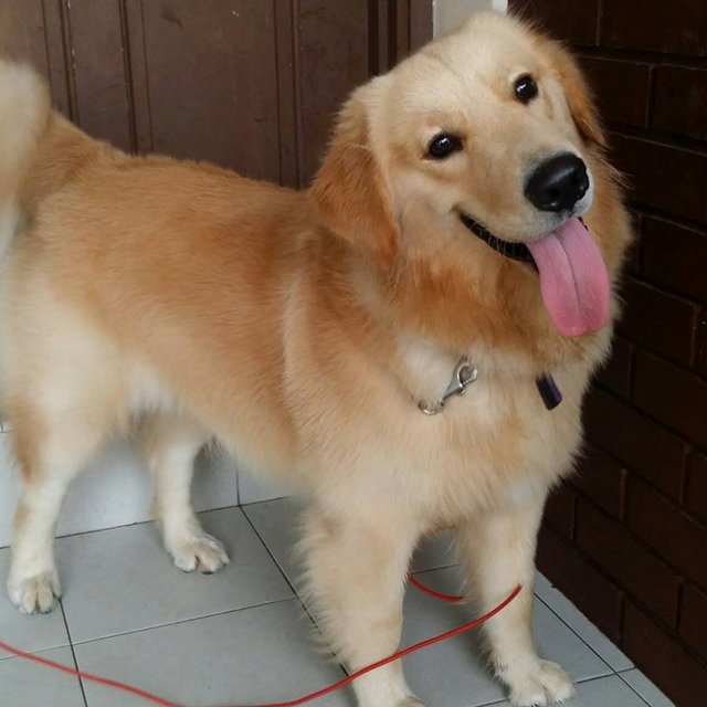 Roger - Golden Retriever Dog
