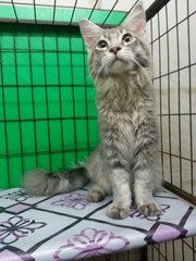 Stardust - Maine Coon Cat