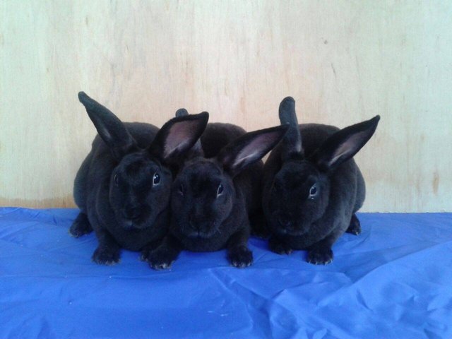 Mini Rex Black - Mini Rex Rabbit