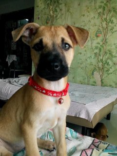 Coco Girl - Mixed Breed Dog