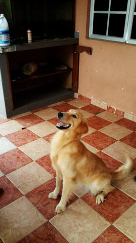 Golden - Golden Retriever Dog