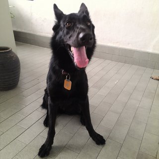 Blackie - German Shepherd Dog Dog