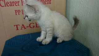 PF68490 - Domestic Short Hair Cat