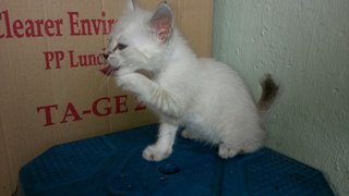 PF68490 - Domestic Short Hair Cat