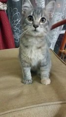 Habuk  - Persian + Domestic Long Hair Cat