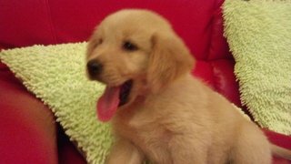 Ashly - Golden Retriever Dog
