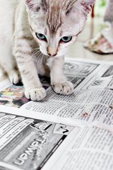 Champange - American Shorthair + Domestic Short Hair Cat