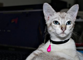 Champange - American Shorthair + Domestic Short Hair Cat