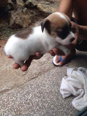 Jack Russell Terrier - Jack Russell Terrier Dog