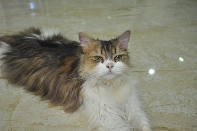 Miu Miu - Persian Cat
