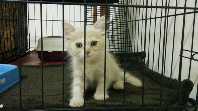 Tina - Domestic Medium Hair Cat