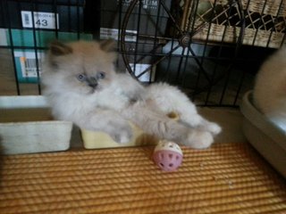 Baby Sandy - Persian + Ragdoll Cat