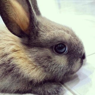 Cute Rabbit For Free Adoption - Bunny Rabbit + American Fuzzy Lop Rabbit