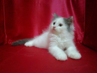 Persian Kitten Male 2 - Persian Cat