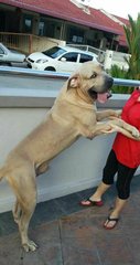   Fila Mastiff - Fila Brasileiro Dog