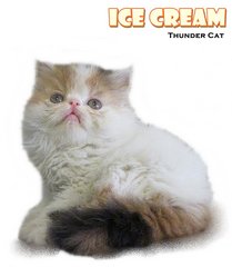 Ice Cream (Exotic Longhair) - Exotic Shorthair Cat