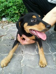 Trixie Water Baby - Doberman Pinscher + Labrador Retriever Dog