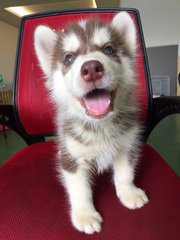 Copper Red Double Wooly Husky - Husky Dog
