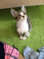 Ginki - Domestic Short Hair Cat