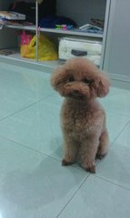 Siusan - Poodle Dog