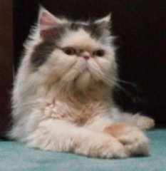 Persian Female Flatface (Proven) - Persian Cat