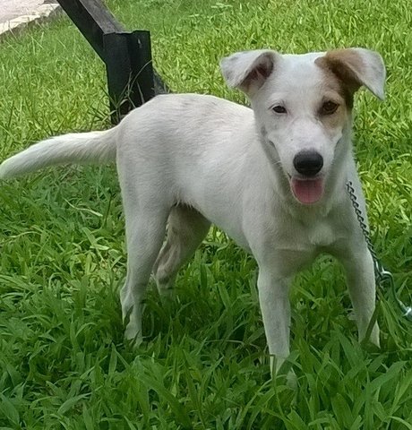 Whitee - Mixed Breed Dog