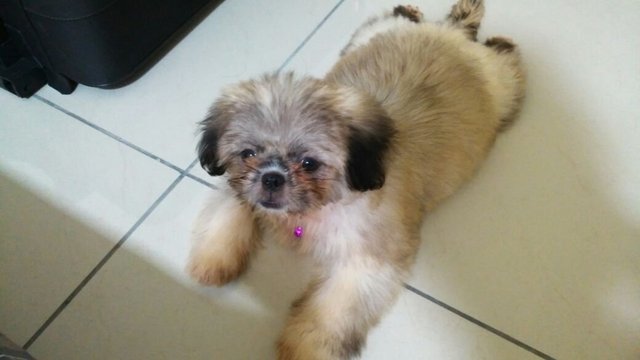 Miyuki - Shih Tzu Dog