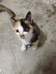 I'm little calico girl