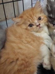 Harley - Persian Cat